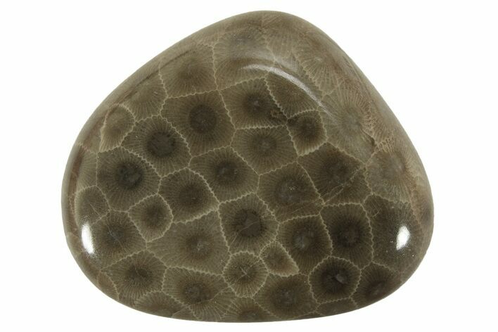 Polished Petoskey Stone (Fossil Coral) - Michigan #230453